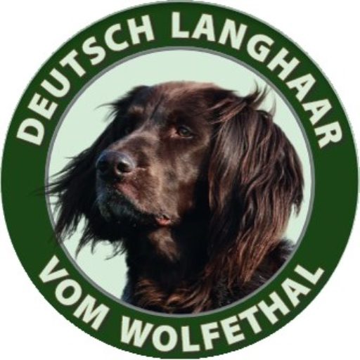 Deutsch Langhaar 