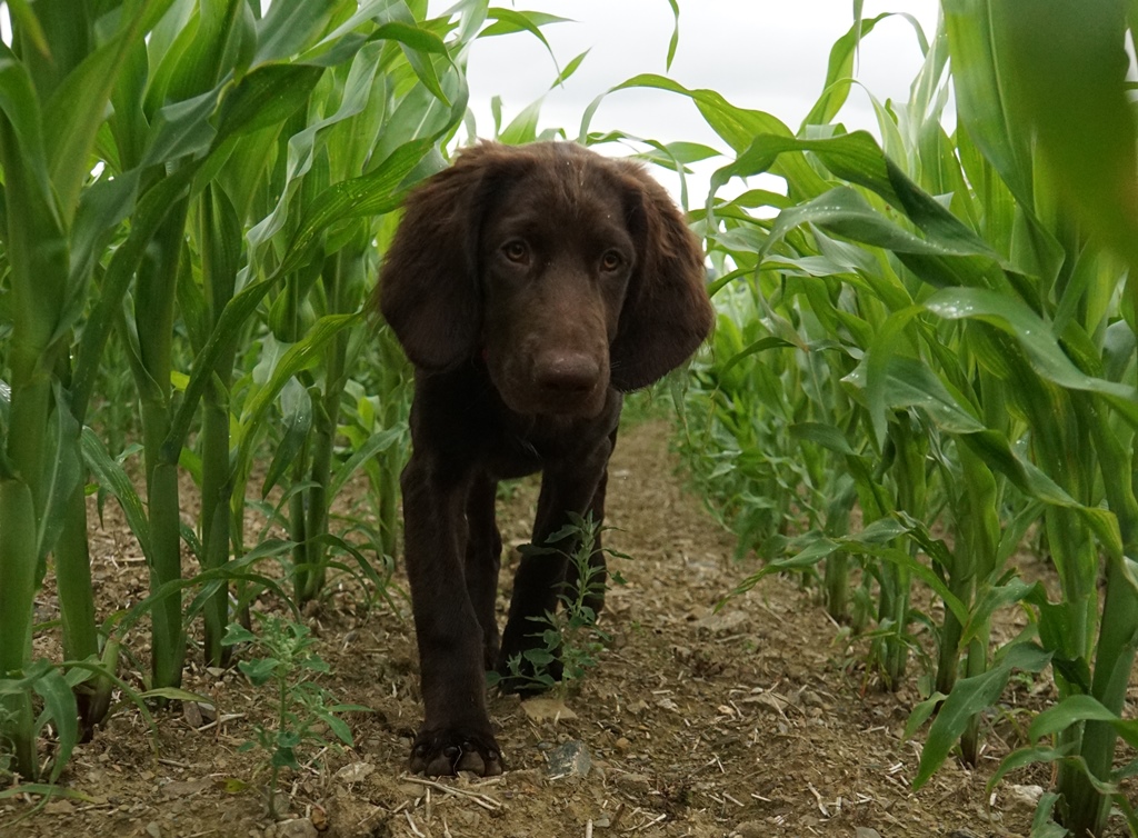 unsere Hunde Deutsch Langhaar