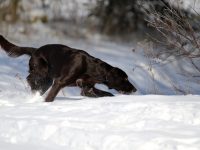 Deutsch Langhaar, Gesa vom Wolfethal